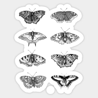 Dramabite Vintage butterflies scientific illustration Sticker